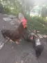 Петли Родайланд,Автстралорп и Маран черно сребро, снимка 10