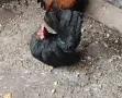 Продавам чифт Шабо, снимка 1