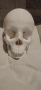 Череп , снимка 2