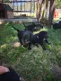 Малки кученца Бретон шпаньол , снимка 6