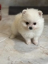 Померан , снимка 2