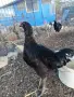 Продавам млади петли, снимка 18
