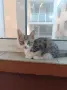 Подаряват се три спасени малки котенца, снимка 14