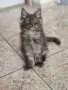 котенца Мейн Куун, снимка 16