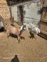 Продавам англонубийски ярета, снимка 4