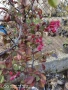 Декоративна червена ябълка-Малус, снимка 3