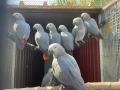 Продавам папагали Жако (African Grey Parrot), снимка 5