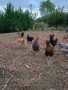 Кокошки, снимка 6