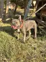 Jenski frenski buldog, снимка 3