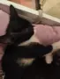 ПОДАРЯВАМЕ ЖЕНСКИ КОТЕНЦА, снимка 2