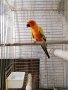 Продавам папагали монаси корели какарики амазони еклектуси , снимка 7