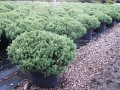 Хебе - зелено (Hebe pungifolia) Цена 7лв, снимка 2