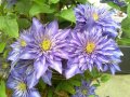 Clematis Multi Blue, снимка 1 - Градински цветя и растения - 39483861