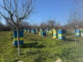 пчелни семейства, снимка 6