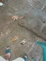 Подарявам 3 малки котенца, снимка 2