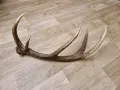 рог от елен         . , снимка 2