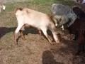 свободни 6 кози + 2 ярета , снимка 4
