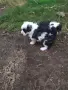 Руски цветни болонки!!, снимка 3