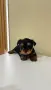 Йоркширски Териер / Йорки / Yorkie / Yorkshire Terrier, снимка 3