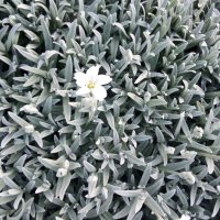 Церастиум (Рожец) - разсад, снимка 1 - Градински цветя и растения - 40567238