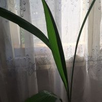 ПАЛМОВА ТРЕВА Molineria - Височина 150 см, снимка 2 - Стайни растения - 41975743