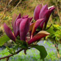 Magnolia Black Beauty - Черна красавица, снимка 4 - Градински цветя и растения - 41504078