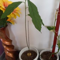 Авокадо, снимка 5 - Градински цветя и растения - 38568652