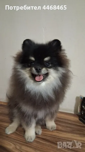 немски шпиц-померан( Kennel little pom paws), снимка 1