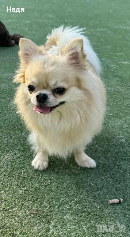 Мъжко чихуа на 2г., снимка 1