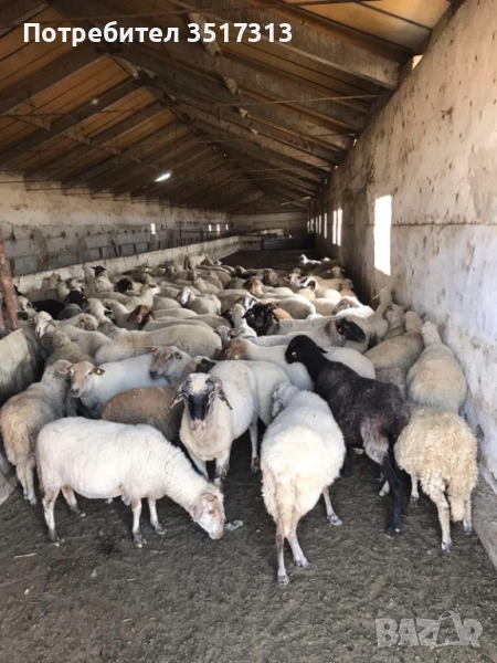 Продавам 80 броя овце и 20 броя агнета, снимка 1