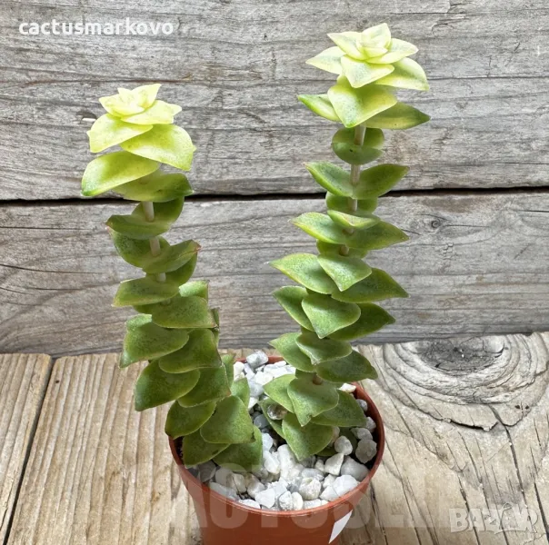 Crassula perforata f. variegata, снимка 1