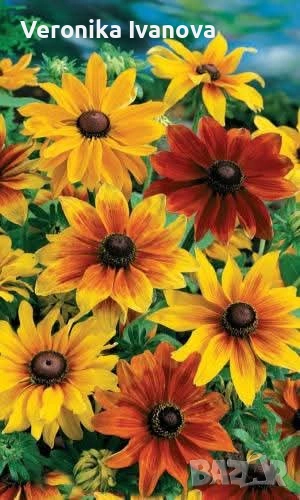 Рудбекия, снимка 1