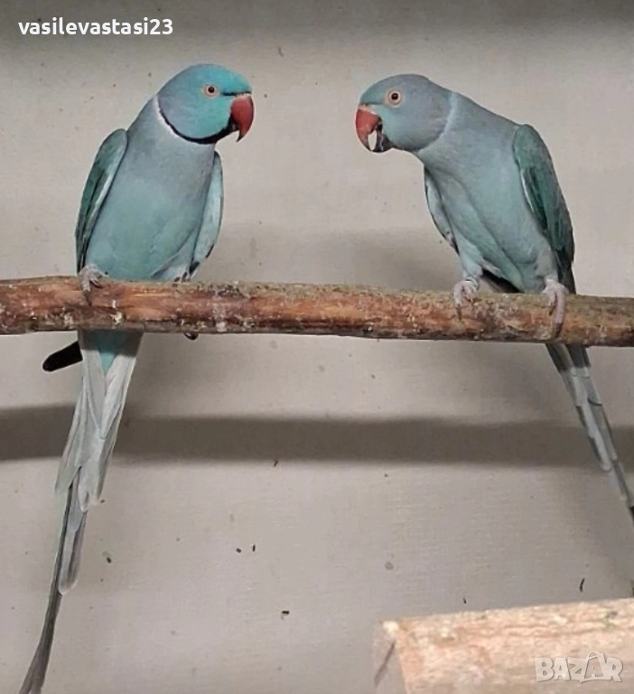 чифт сини малки александри , снимка 1