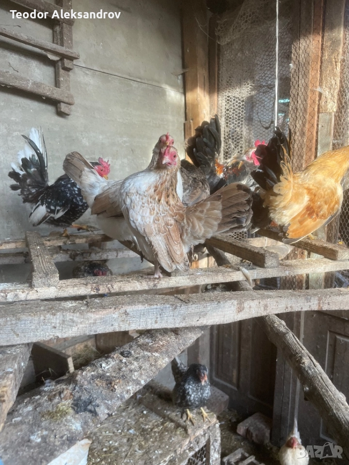 Продавам серами, снимка 1