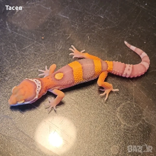 Леопардови гекони, снимка 1