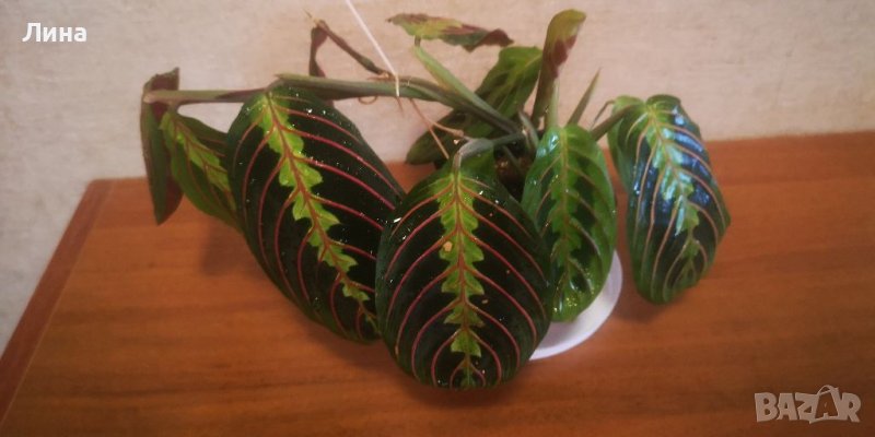 Маранта/Maranta Leuconeura "Fasciantor Tricolor" , снимка 1