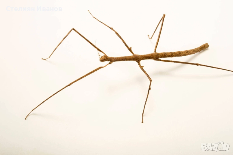 Aнамски / виетнамски пръчици (Medauroidea extradentata), снимка 1