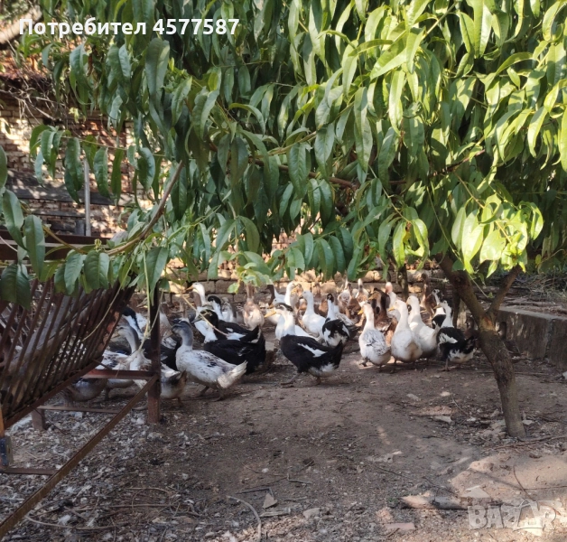 Продавам пекински патици на шест месеца, снимка 1
