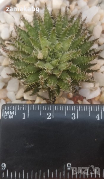 Хавортия (Haworthia decipiens var. pringlei), вкоренено сукулентно растение, снимка 1