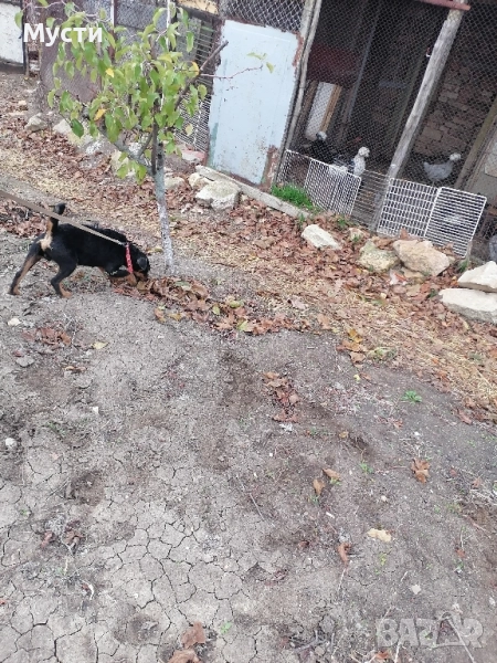 мъжки териер на година. , снимка 1