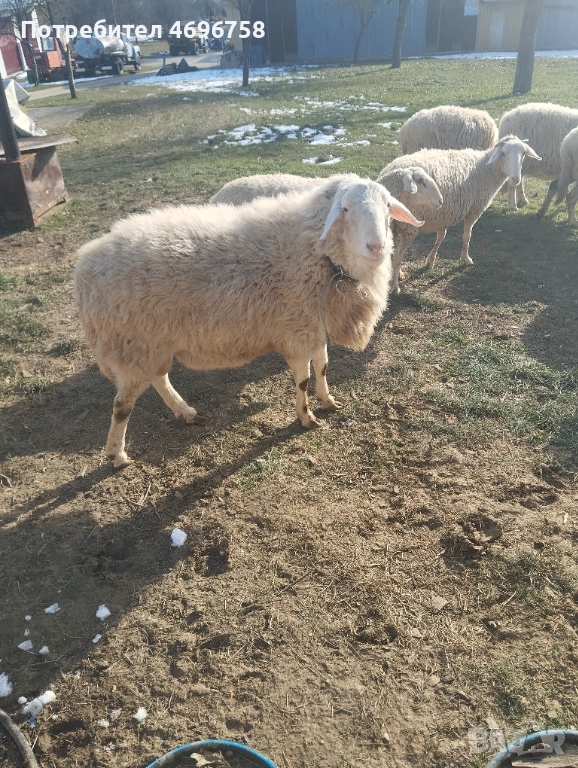 Продавам овен на година и половина, снимка 1