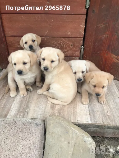 Чистокръвни лабрадори , снимка 1
