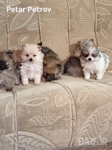 Мини шпиц , снимка 17 - Шпиц - 52816516