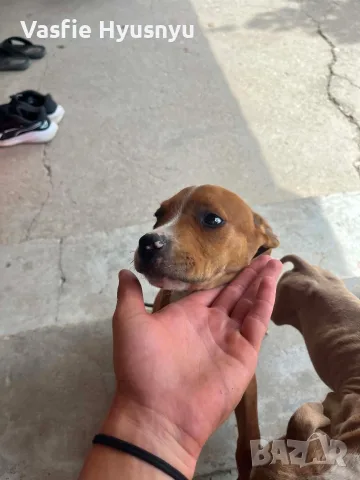 pitbuli svobodni , снимка 2 - Питбул - 55778016