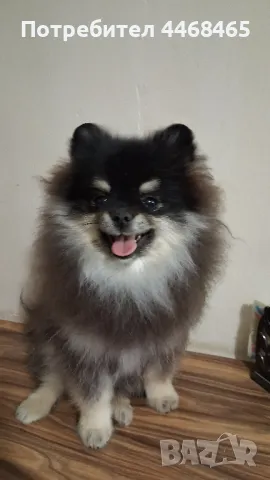 немски шпиц-померан( Kennel little pom paws), снимка 1