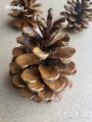Борови шишарки за декорация