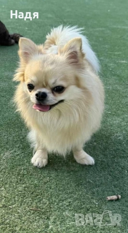 Мъжко чихуа на 2г.