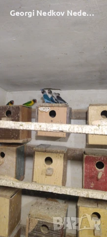 Продавам маскови неразделки, снимка 2 - Папагали - 50423073