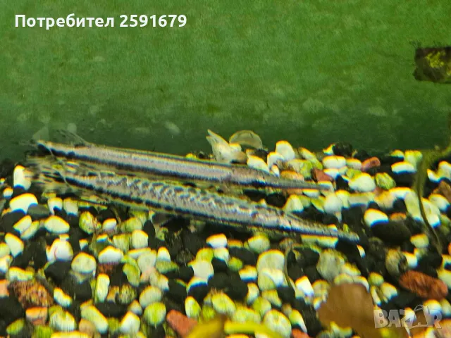 Декоративни и хищни екзотични риби, снимка 3 - Рибки - 48340111