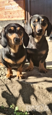 Дакелчета , снимка 4 - Дакели - 52844373